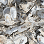  Oyster Shells Willie J Rice Photography